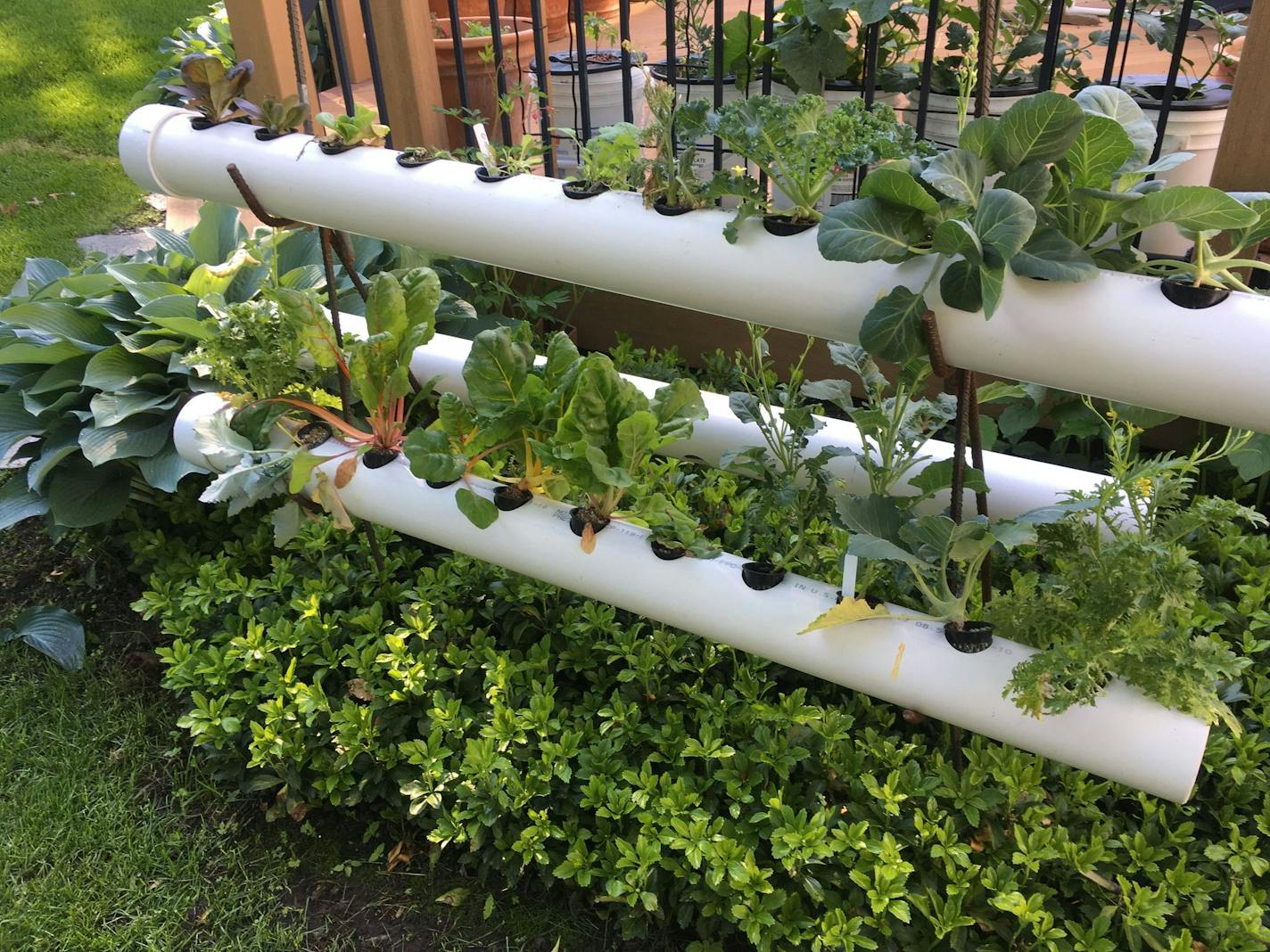 provided hydroponic growing in PVC pipe