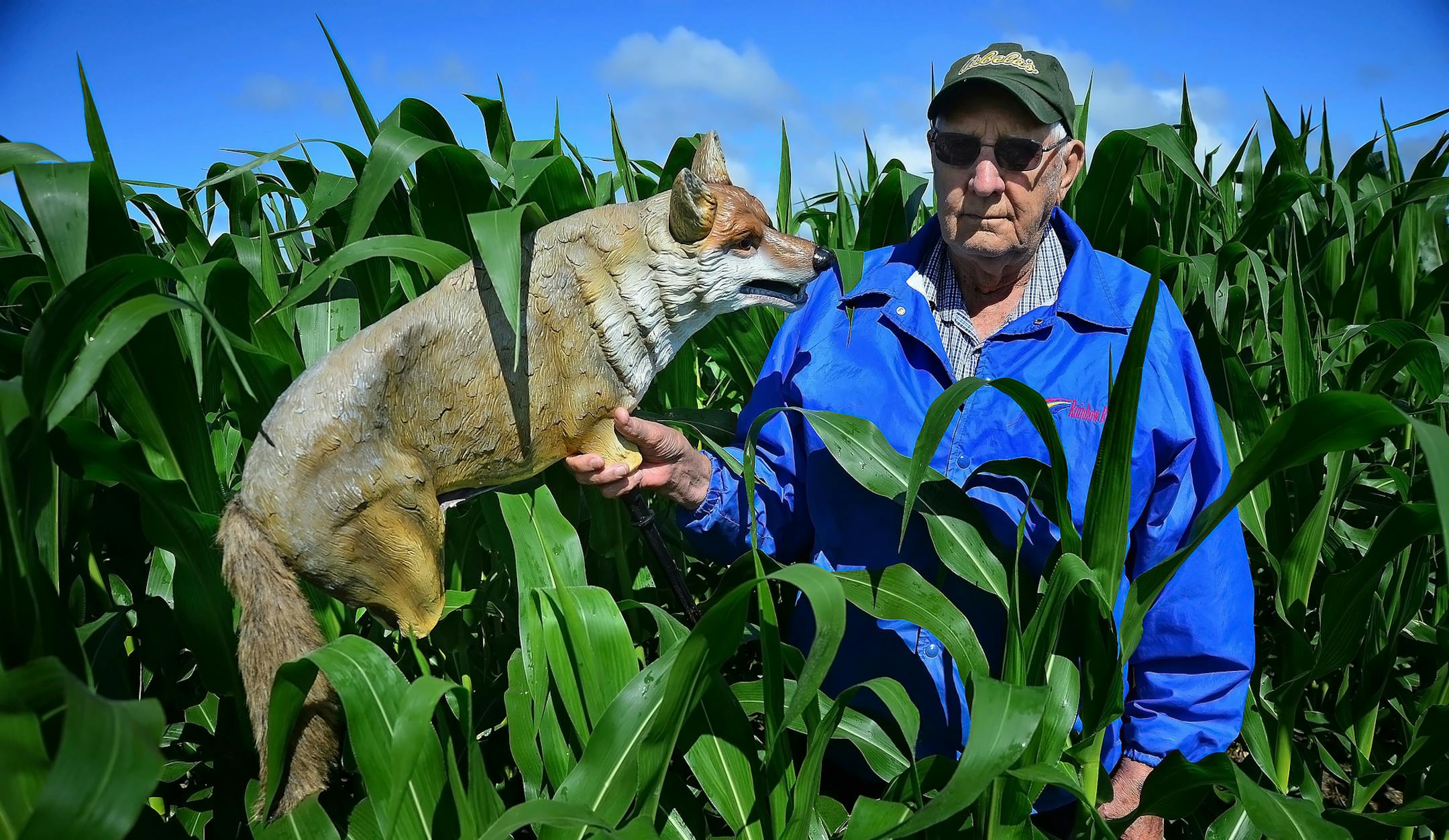 Canada goose depredations to farmers crops have been an ongoing battle. It takes a new turn this month with the first-ever August goose hunt .For farmer Bob Mostad in Osakis, Minn.the hunt is a move intended to reduce the goose population, and depredation problems to farmer's crops. Mostad, has used both coyote and swan decoys to help prevent the geese from preying on a young corn crop. ] Richard.Sennott@startribune.com Richard Sennott/Star Tribune Osakis, Minnesota Friday 7/26/13) ** (cq)