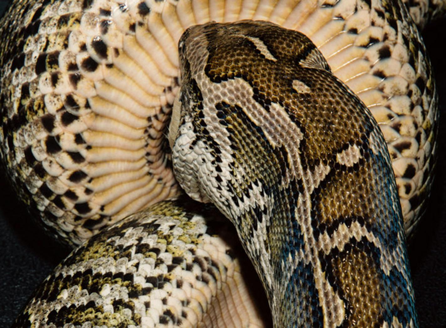 A snake in the converted garage where David and Amber Nelson keep a collection of pythons and boa constrictors in Tuscaloosa, Ala., Dec. 11, 2019.