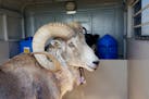 This sheep nicknamed Montana Mountain King was part of unlawful scheme to create large, hybrid species of wild sheep for sale to hunting preserves in 