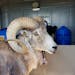 This sheep nicknamed Montana Mountain King was part of unlawful scheme to create large, hybrid species of wild sheep for sale to hunting preserves in 