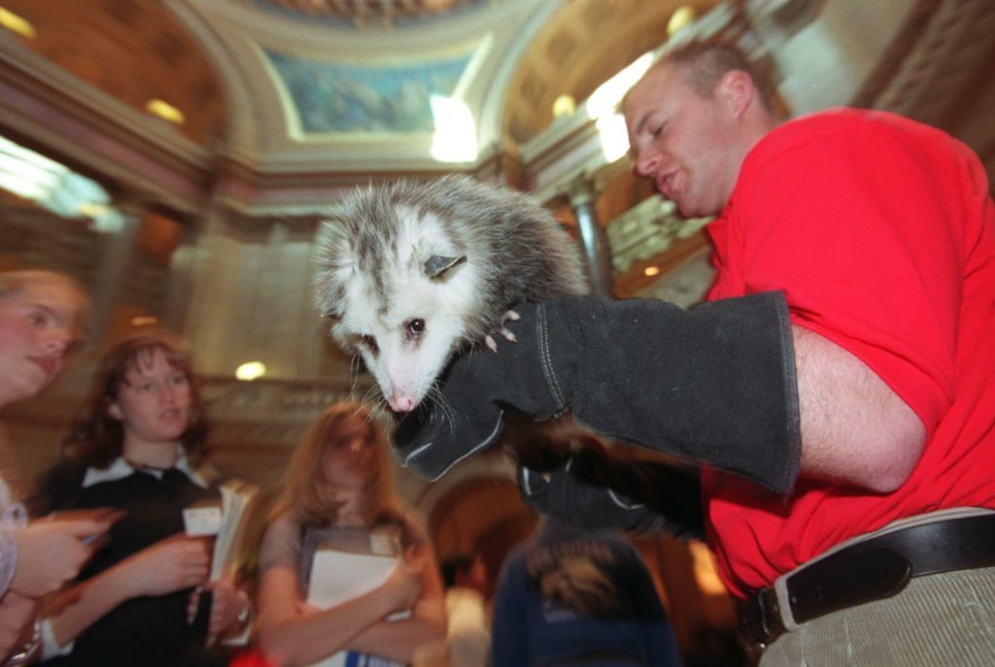 Minnesota Zoo Day at the Capitol will give Legislators and Capitol visitors the opportunity to see some unique animals and learn more about upcoming events and recent developments at the Minnesota Zoo -- The slant on this story is Zoo animal as lobbyist. Dennis Carlson of the Minnesota Zoo holds a 1 yr old Opossum in the rotunda at the State Capital as the curious gather at noon to meet with an assortment of small mammals and reptiles..