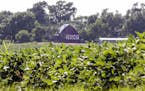 A field of soybeans is seen in front of a barn carrying a large Trump sign in rural Ashland, Neb., Tuesday, July 24, 2018. The Trump administration an