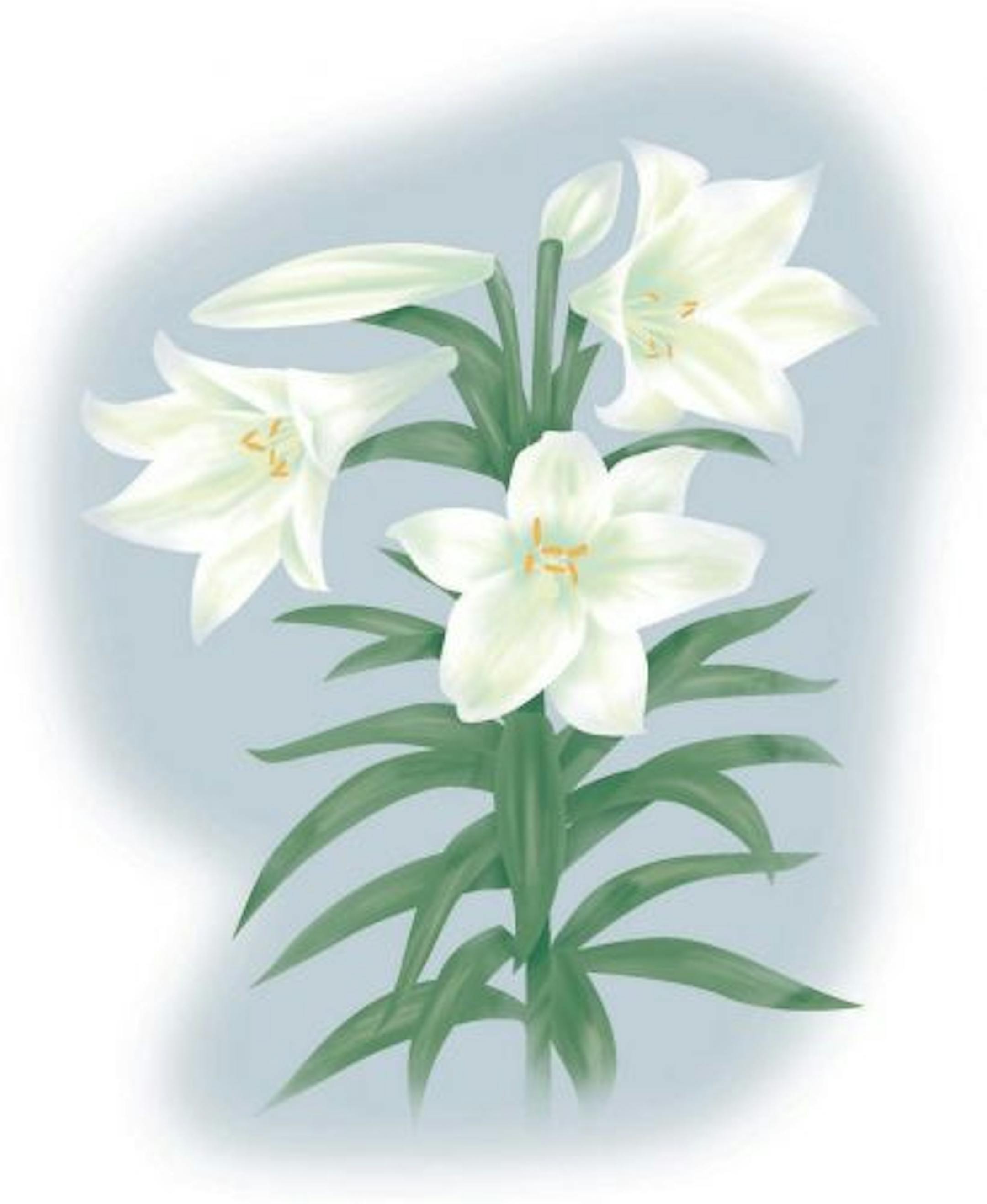 300 dpi John Alvin color illustration of Easter lilies. The Fresno Bee 2007<p> KEYWORDS: easter lily illustration lilies christian religion REL; botanical plant spring flower garden gardening; 08008000; ODD; plant; 10004003; FEA; krtgarden; krthobby hobby; krtlifestyle lifestyle; LEI; leisure; LIF; 08000000; HUM; krtfeatures features; krthumaninterest human interest; krtnational national; krtworld world; krt; mctillustration; aspecto aspectos naturaleza primavera planta jardin flor botanico bota
