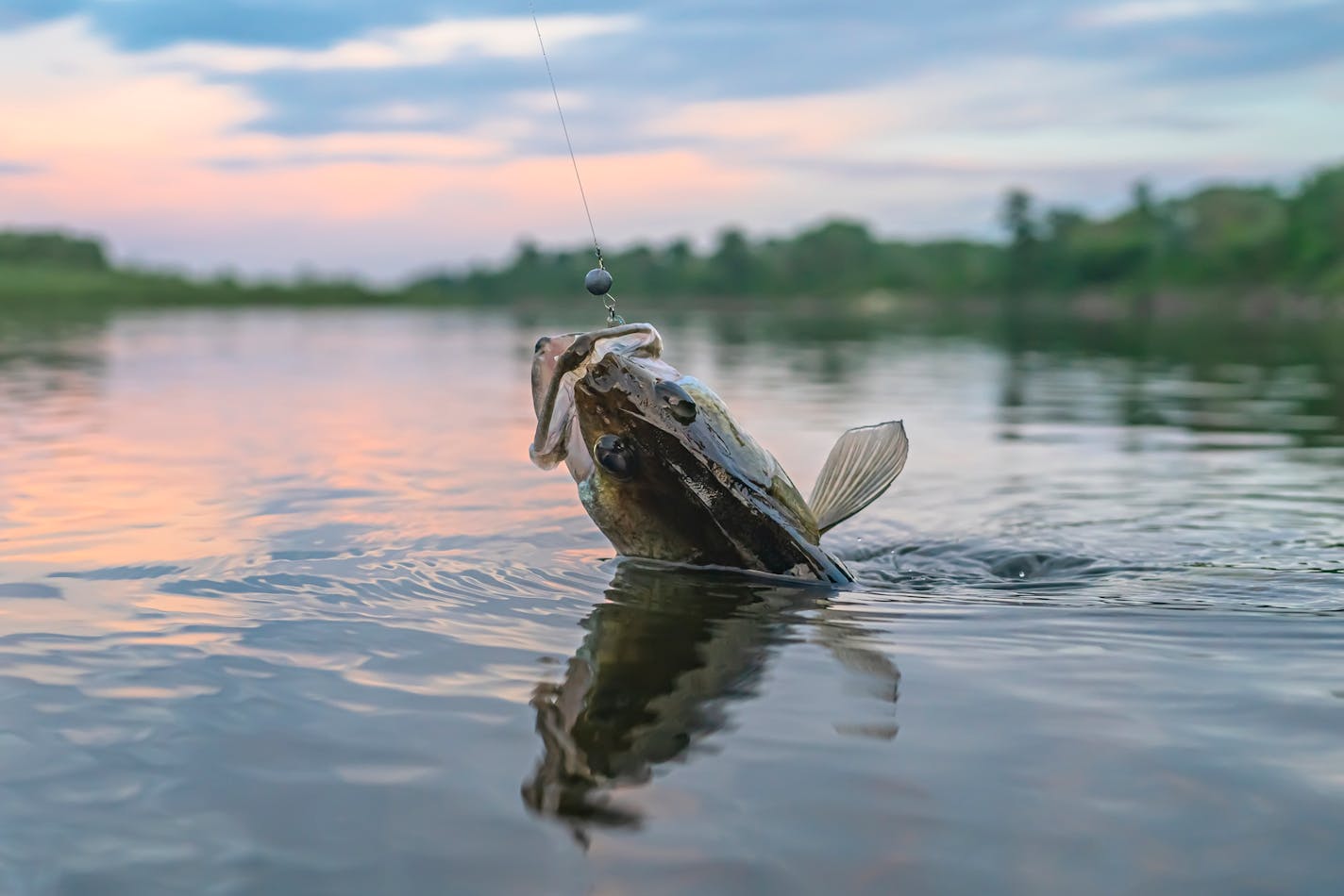 Pulling in a walleye.