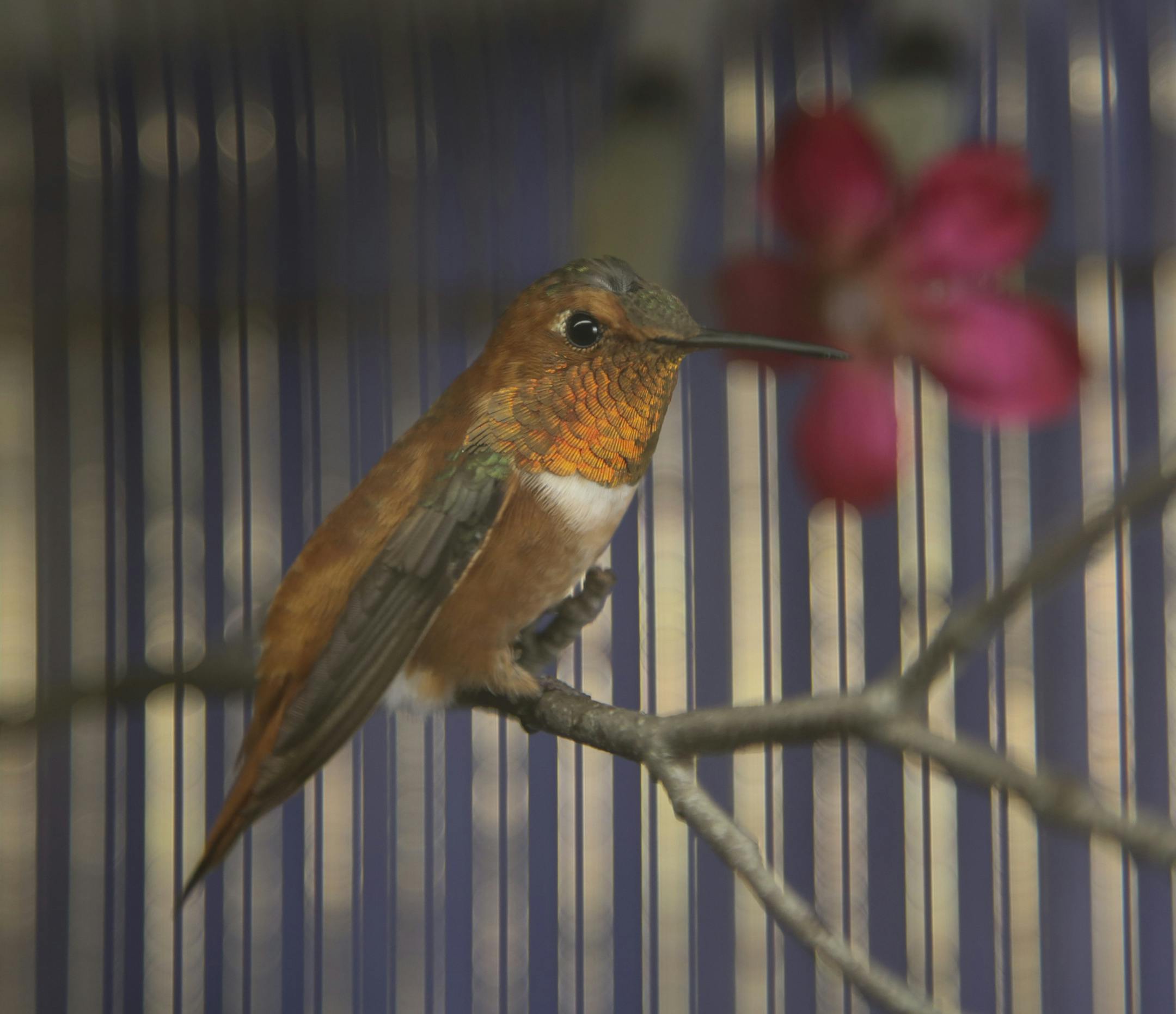 The wayward rufous hummingbird in his temporary quarters at the home of Jessika Madison-Kennedy. ] JEFF WHEELER ‚Ä¢ jeff.wheeler@startribune.com A rufous hummingbird showed up Tuesday at a backyard feeder in St. Paul backyard. A native of the Pacific Northwest, the species typically winters in Mexico. It was quickly captured and is in the care of Jessika Madison-Kennedy, avian nursery coordinator at the Wildlife Rehabilitation Center in Roseville, who will put it on a plane for