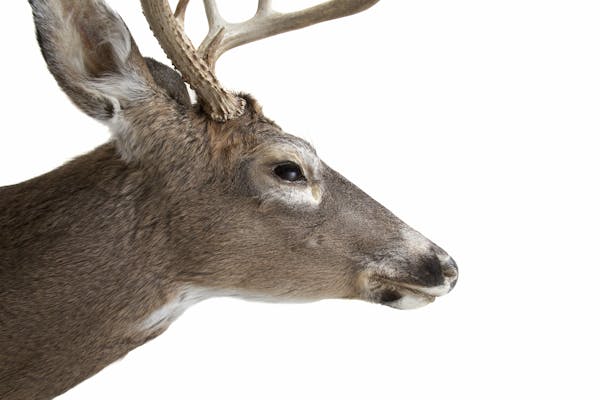 Profile of deer head