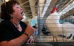 FILE -- Poultry exhibits, like this Rooster Crowing Contest at the 2003 Minnesota State Fair, have been canceled this year at the state and county fai
