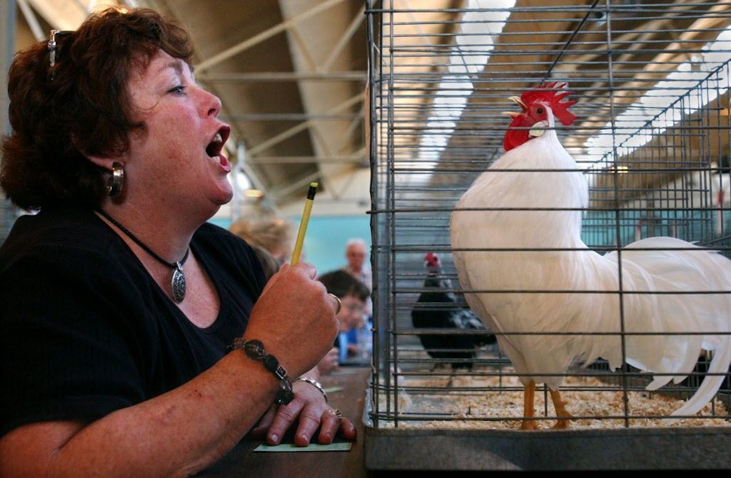 FILE -- Poultry exhibits, like this Rooster Crowing Contest at the 2003 Minnesota State Fair, have been canceled this year at the state and county fairs because of the bird flu.