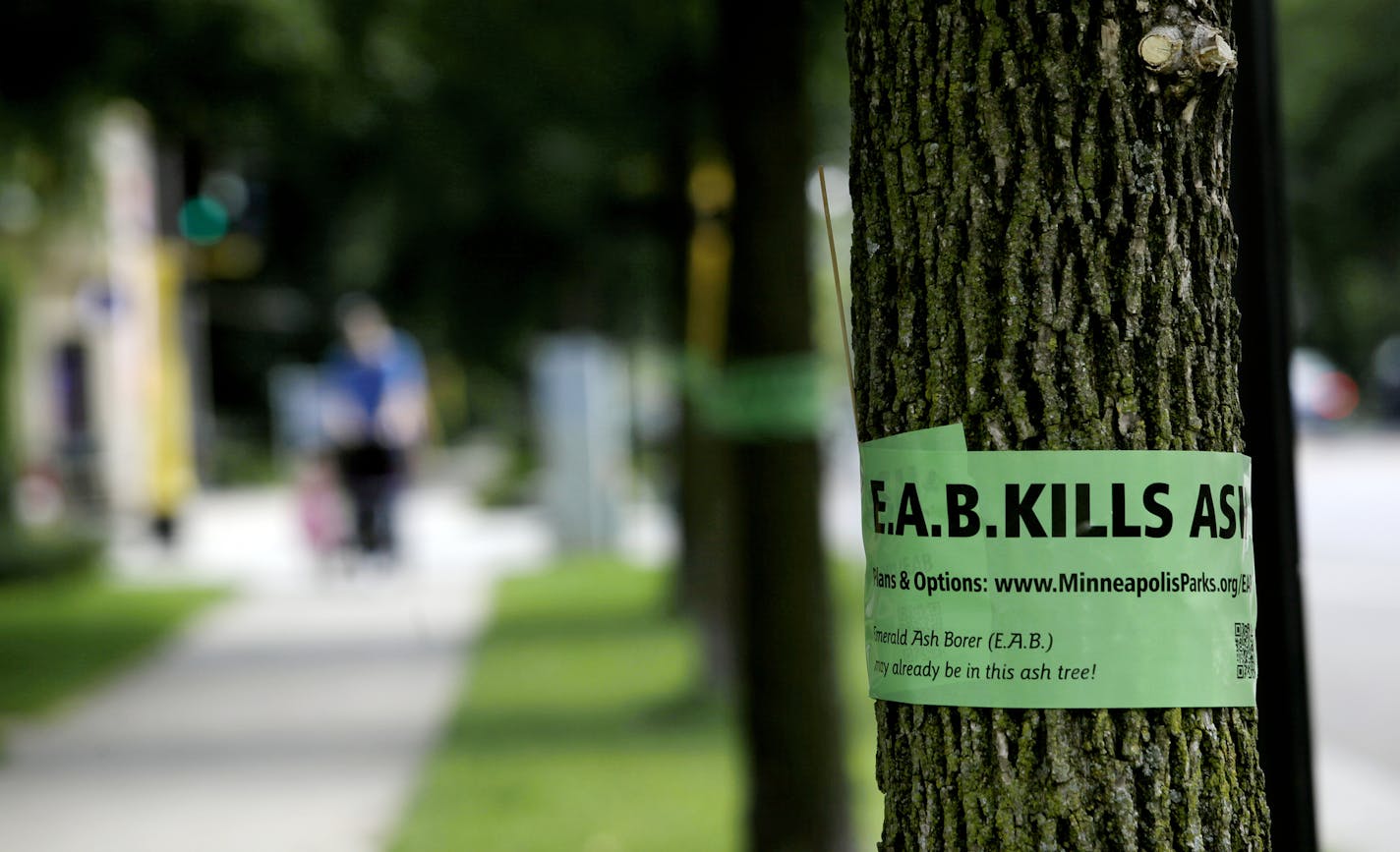 Green ribbons have been placed on ash trees around Minneapolis to call attention to the extent of the threat from ash borers, includng at Lyndale Avenue S. and 36th Street.