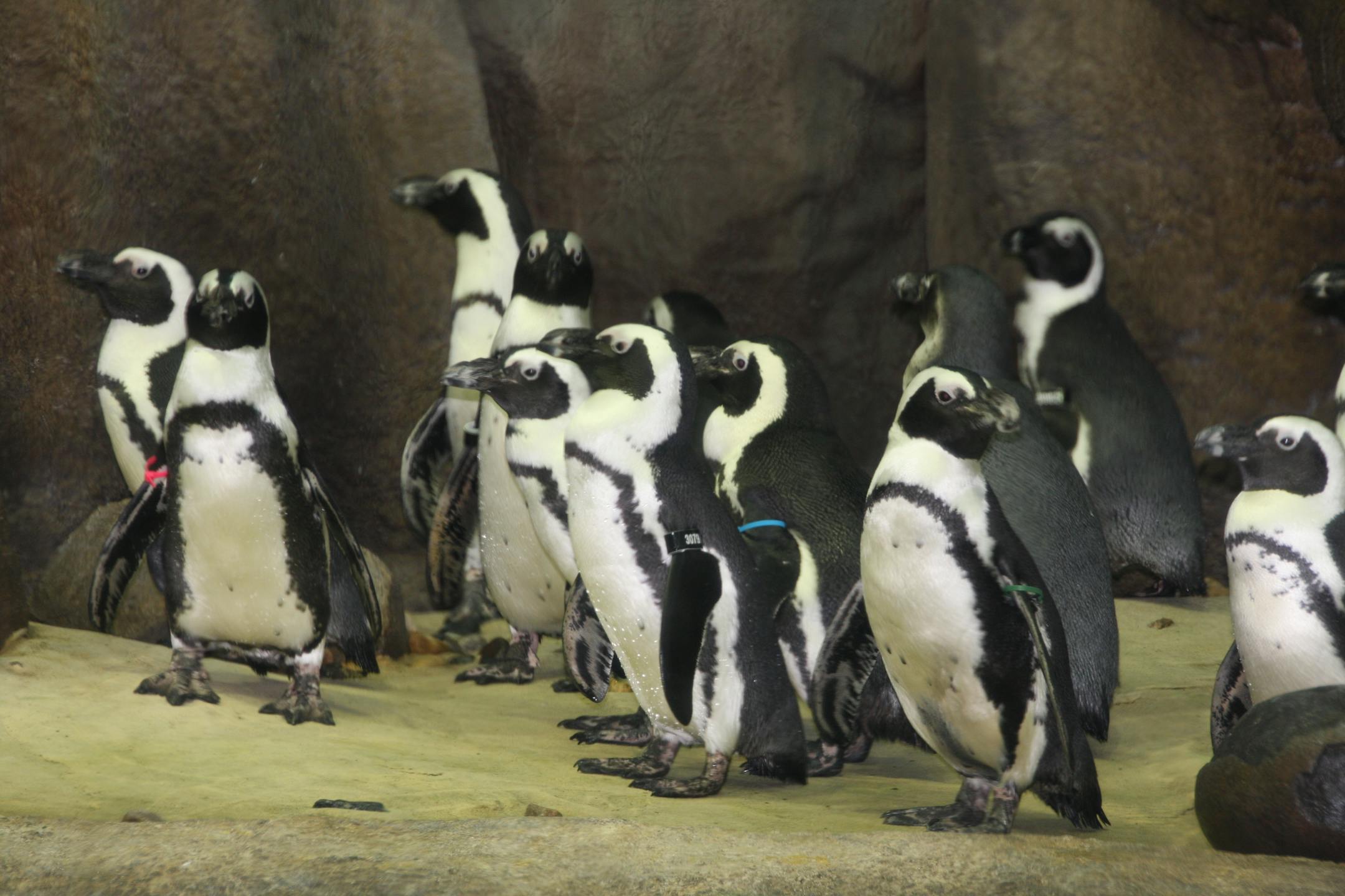 File photo from the Minnesota Zoo.