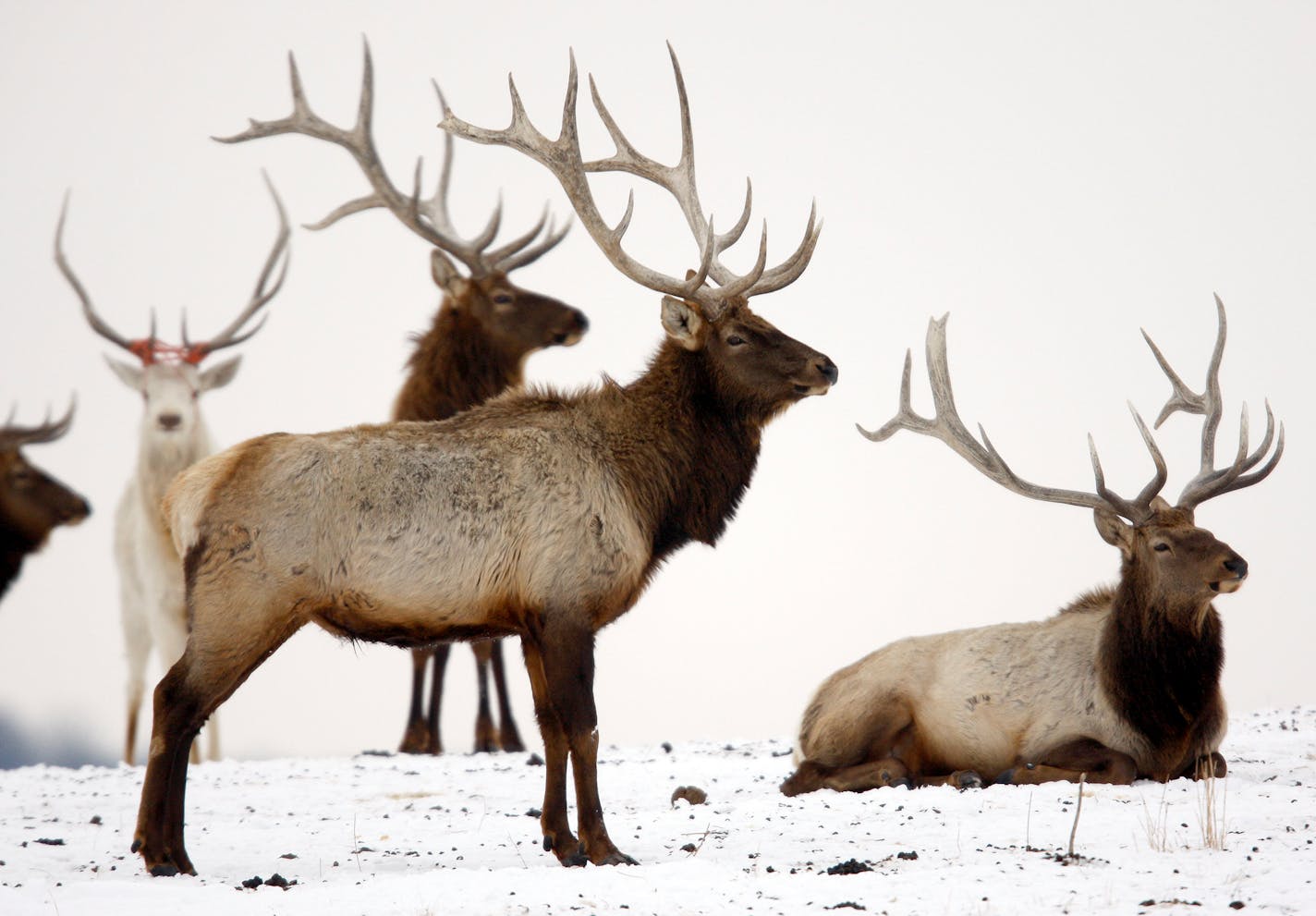 An elk from a captive herd at Elk Country U.S.A., north of Rochester, was found to have chronic wasting disease, the first such case since 2006.