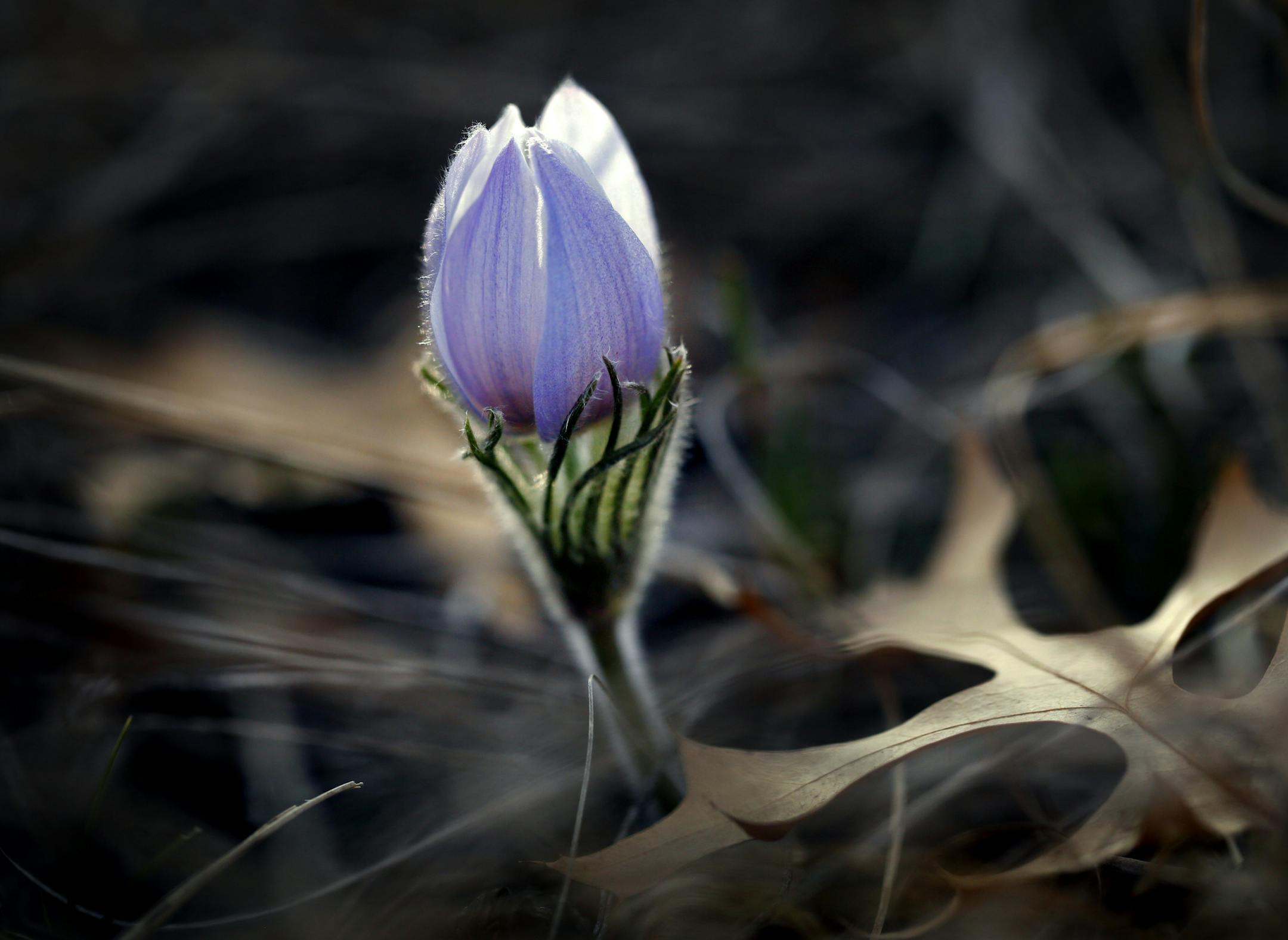 Despite the depressing spring snowfall that dumped as much as 17 inches of new snow on parts of central Minnesota, there are signs of spring showing up on the Minnesota landscape. These Pasque Flowers are now emerging in Nine Mile Creek Park in Bloomington. Pasque flowers are one of the first flowers to bloom on the prairie, often coming up through the snow. ] BRIAN PETERSON ‚Ä¢ brian.peterson@startribune.com Bloomington, MN 4/17/2014