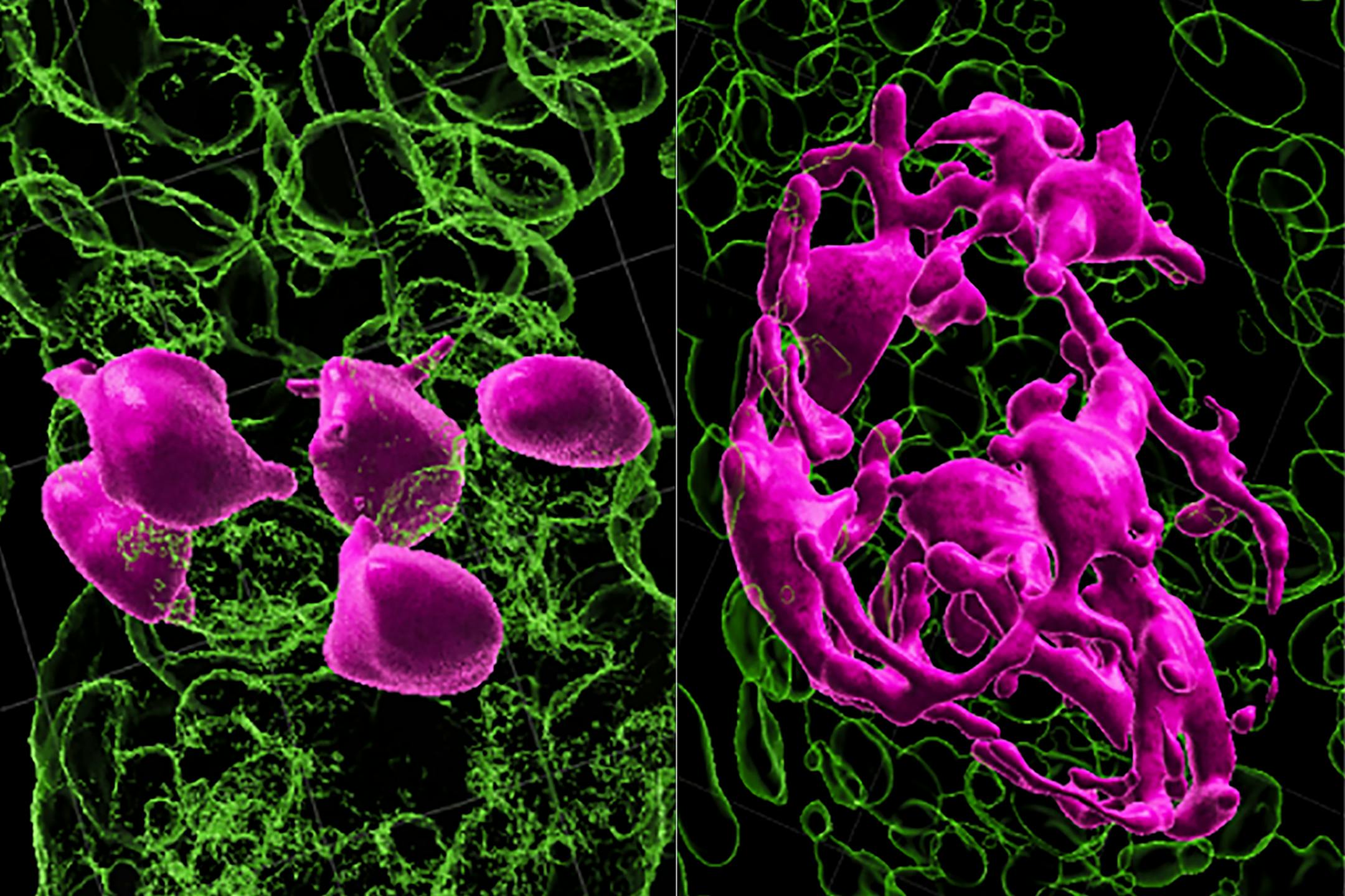 In an undated photo from Nature, each hair follicle keeps immature melanocyte stem cells in storage, left. When they're needed, those cells travel from one part of the follicle to another, where proteins spur them to mature into pigment-producing cells, giving hair its hue, right. (Nature via The New York Times) — NO SALES; FOR EDITORIAL USE ONLY WITH NYT STORY GOING GRAY BY KATE GOLEMBIEWSKI FOR APRIL 20, 2023. ALL OTHER USE PROHIBITED. —