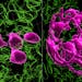 In an undated photo from Nature, each hair follicle keeps immature melanocyte stem cells in storage, left. When they're needed, those cells travel fro