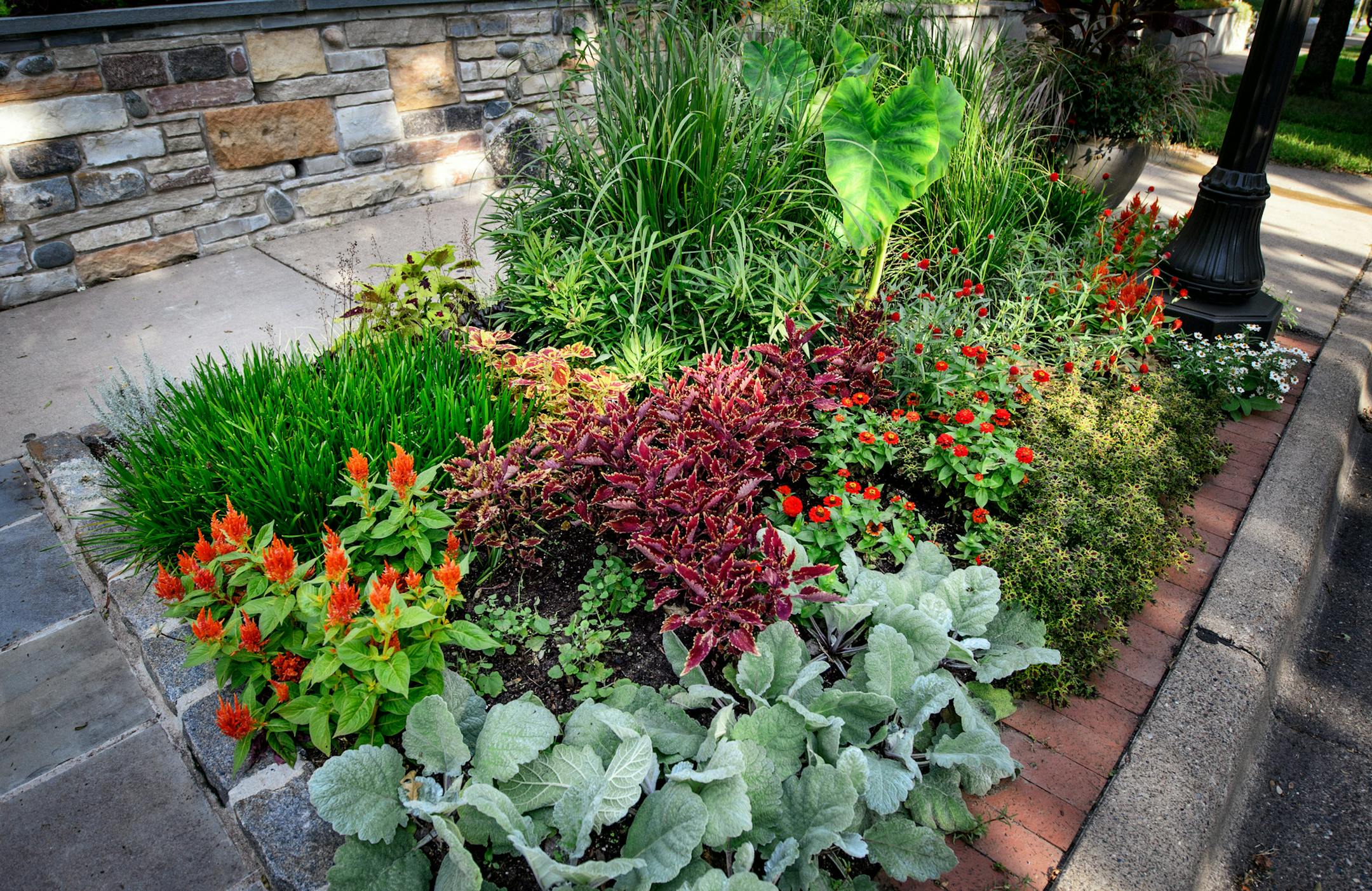 Plants in front of Scott Endres' St Paul home.