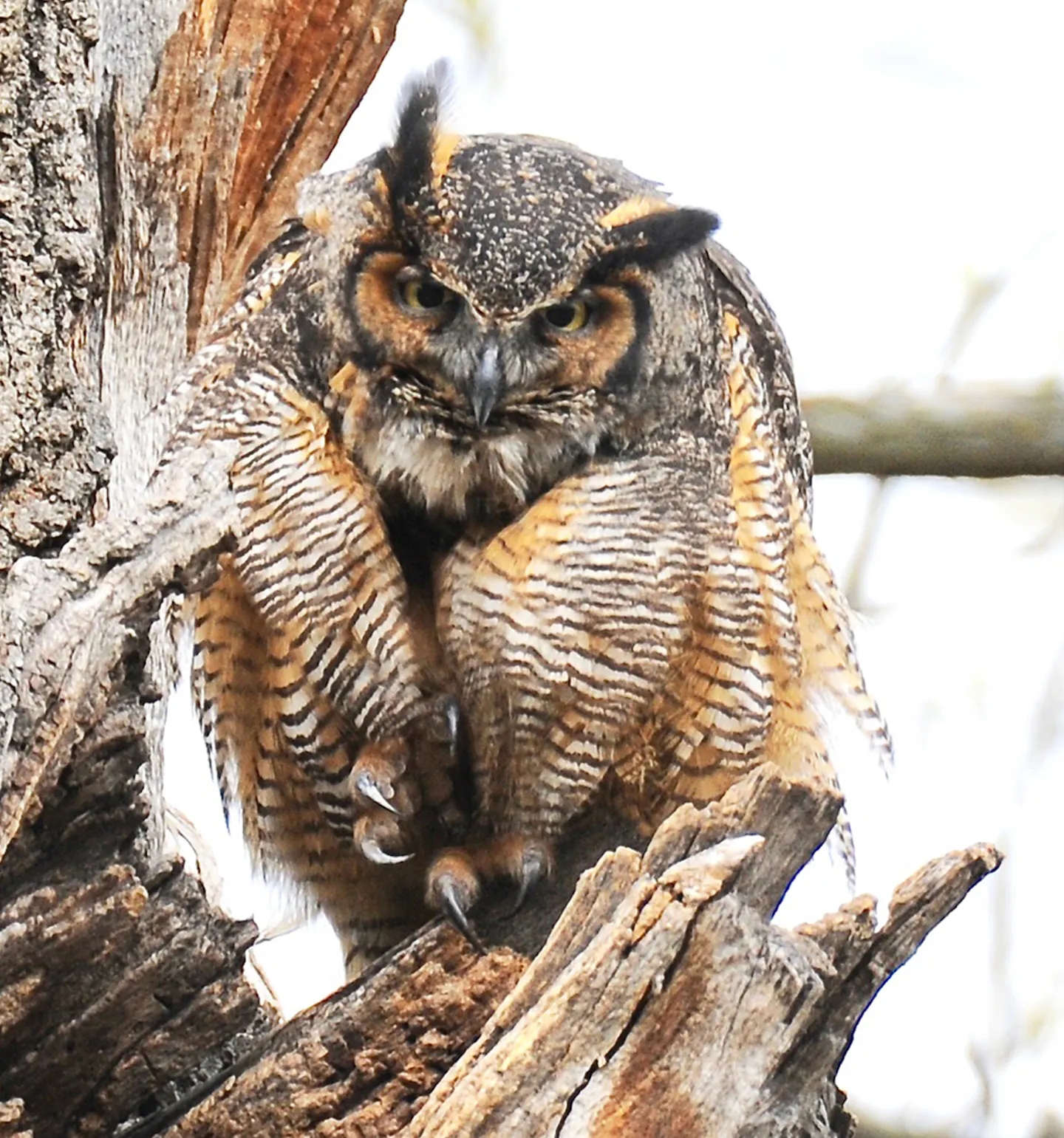 Great horned owls are early nesters