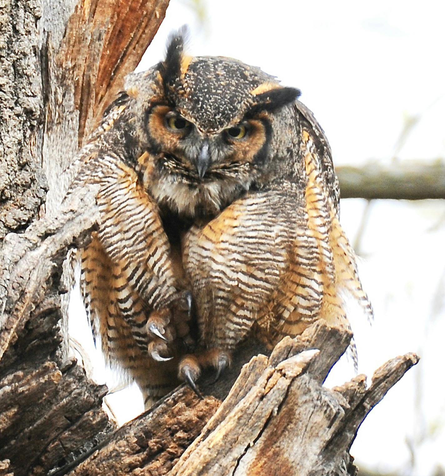 Photos by Jim Williams&#x2014;
1. Fluffed up against the cold, a great horned owl sits near its nest.