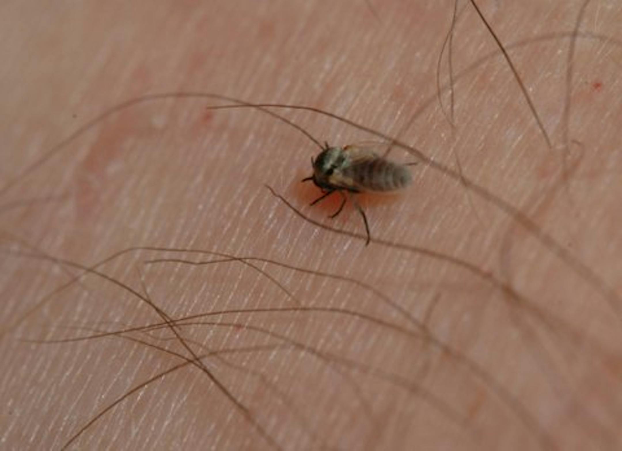 A black fly