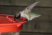 An Anna's hummingbird at a feeder at the home of Alejandro Rico-Guevara, an expert on hummingbirds, in Berkeley, Calif., Jan. 28, 2019. Winsomely capt