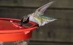 An Anna's hummingbird at a feeder at the home of Alejandro Rico-Guevara, an expert on hummingbirds, in Berkeley, Calif., Jan. 28, 2019. Winsomely capt