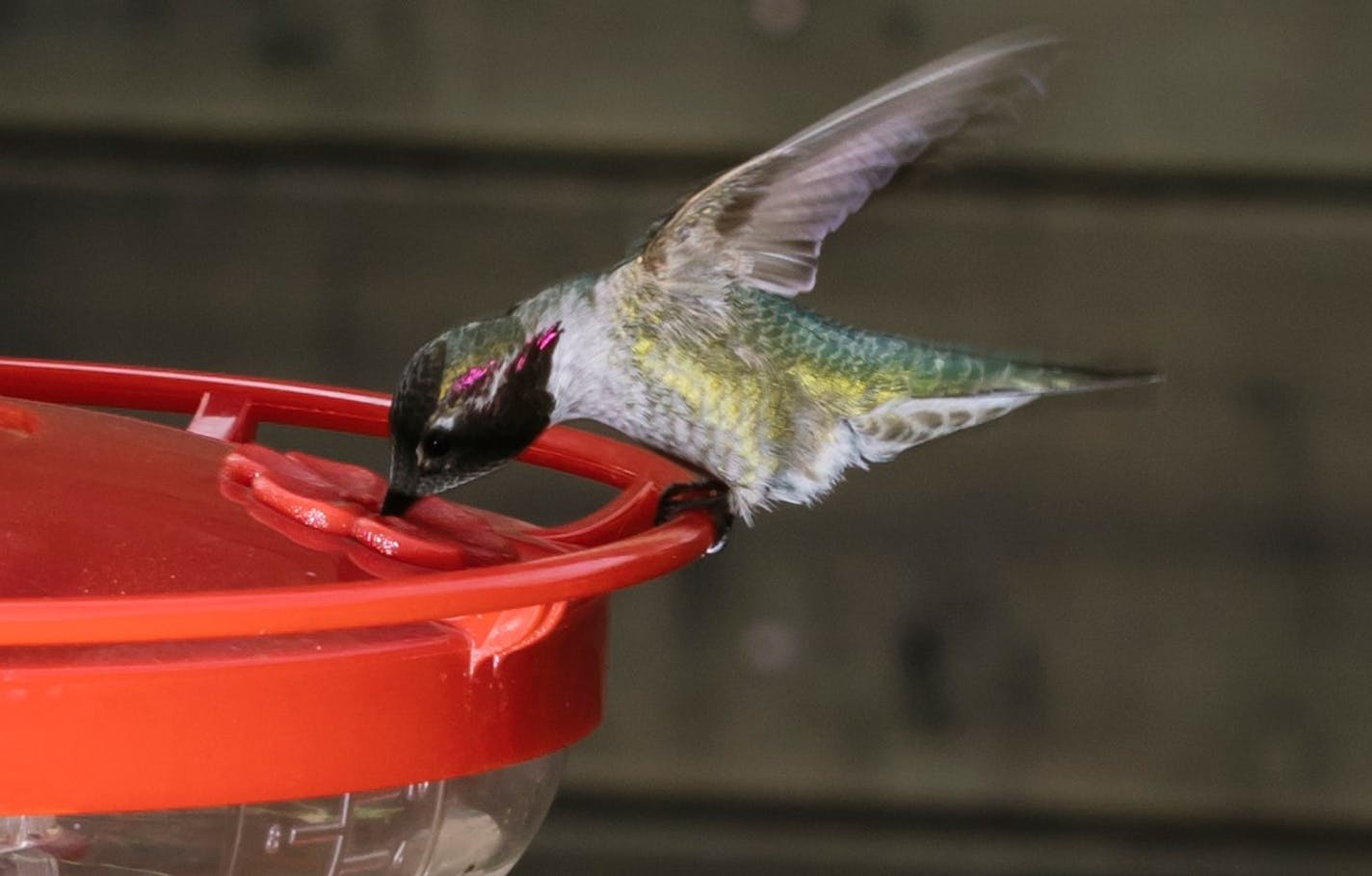 An Anna's hummingbird at a feeder at the home of Alejandro Rico-Guevara, an expert on hummingbirds, in Berkeley, Calif., Jan. 28, 2019. Winsomely captured in poems and song, the birds are yielding new secrets about their astounding beaks and penchant for violence. (Peter Prato/The New York Times)