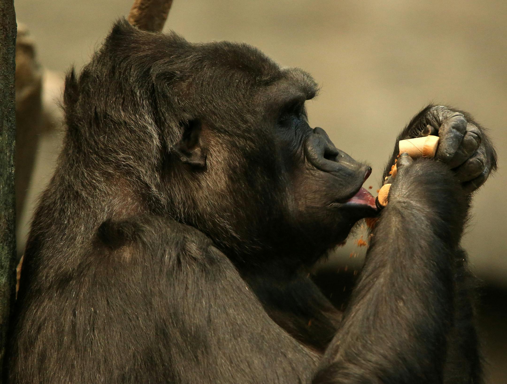Gorillas eat treats stuffed into cardboard tubes on Thursday, March 5, 2015, in the Tropic World exhibit at the Brookfield Zoo in Brookfield, Ill. Keepers at Brookfield Zoo have set up a series of these feeding devices, modified for different animals, that are designed to give them a more natural foraging experience. (Anthony Souffle/Chicago Tribune/TNS)