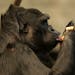 Gorillas eat treats stuffed into cardboard tubes on Thursday, March 5, 2015, in the Tropic World exhibit at the Brookfield Zoo in Brookfield, Ill. Kee