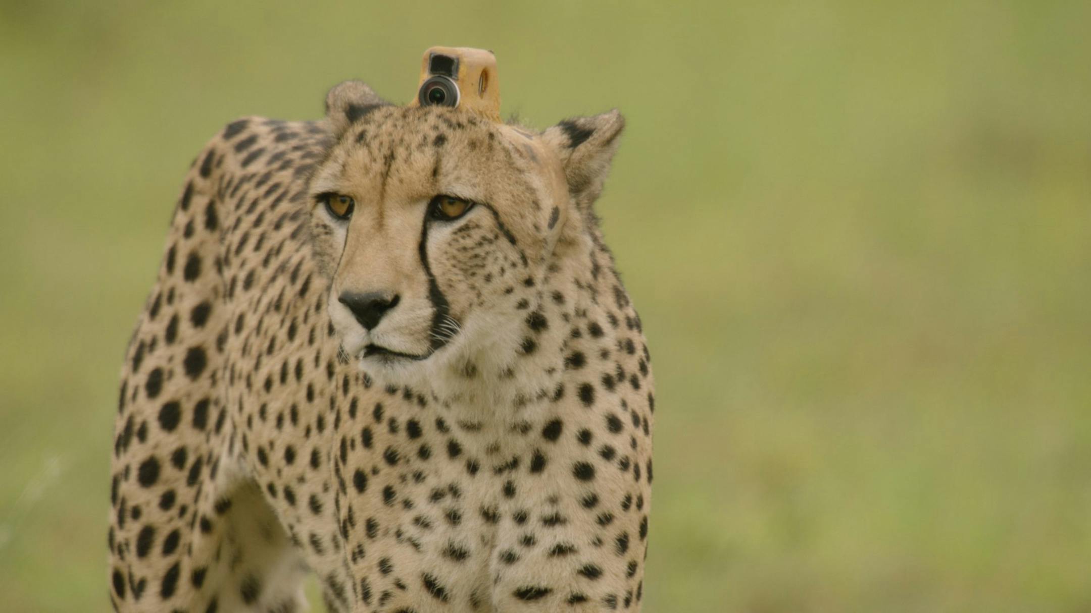 Go for a hunt along with a cheetah in "Animals With Cameras."