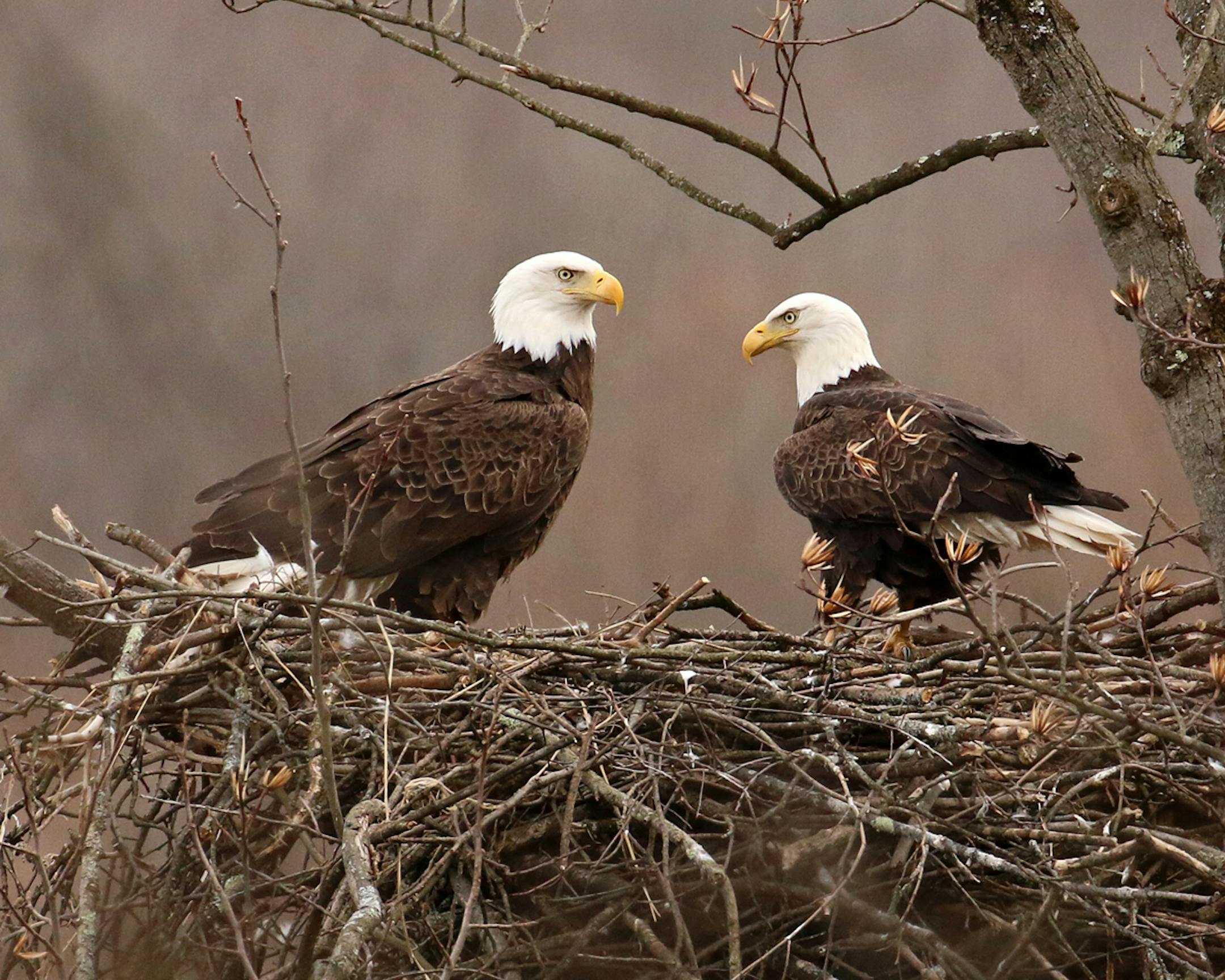 Photo by Phyllis Terchanik ONE-TIME USE ONLY WITH VAL's ColumnBoth adults share the nest.
