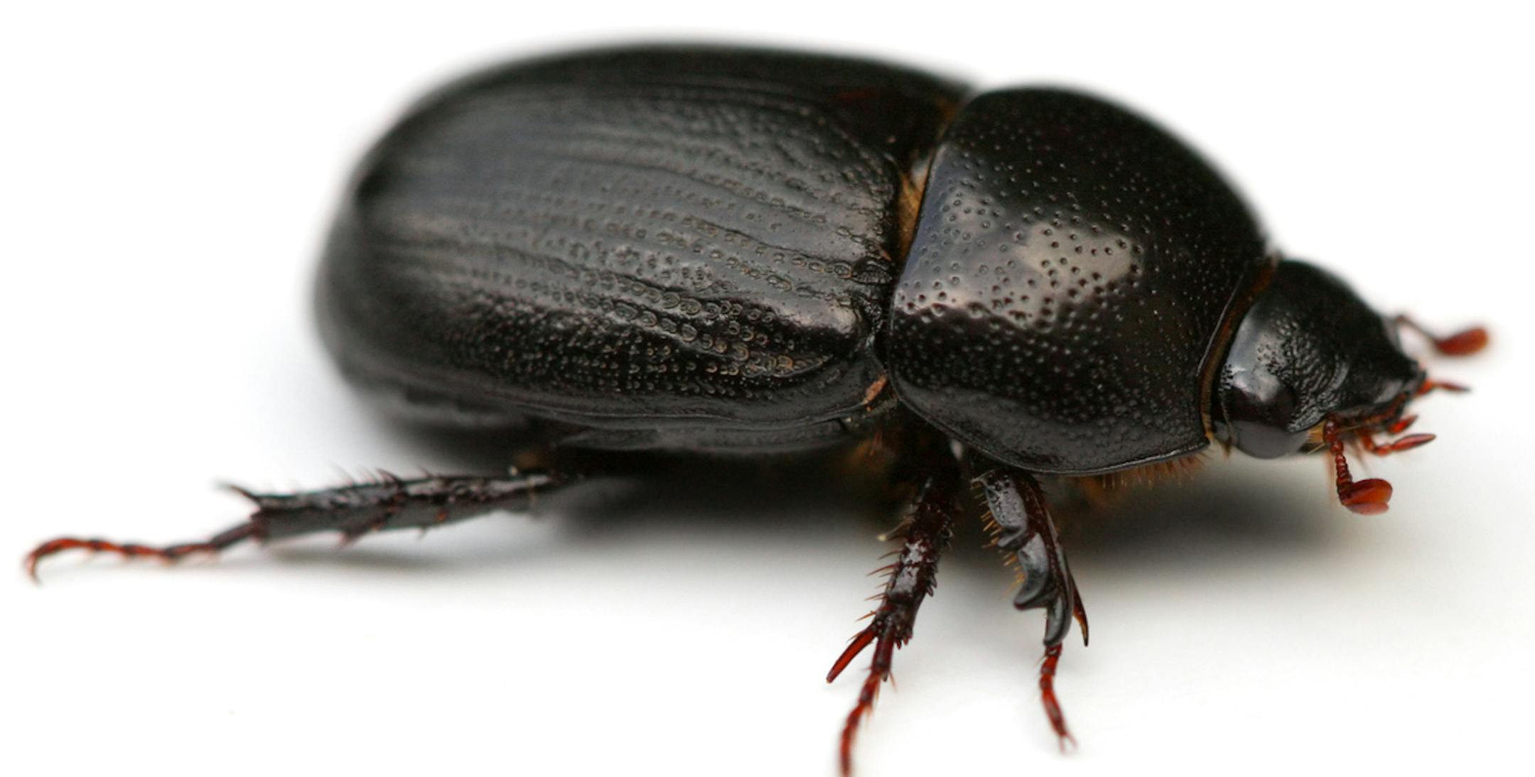 May Beetle or Junebug (Phyllophaga) isolated on white background.