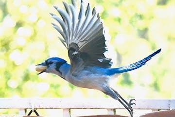 A blue jay grabs a peanut to hide nearby. Photo by Jim Williams