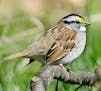 White-throated Sparrow is perched in heavy cover.