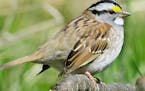 White-throated Sparrow is perched in heavy cover.