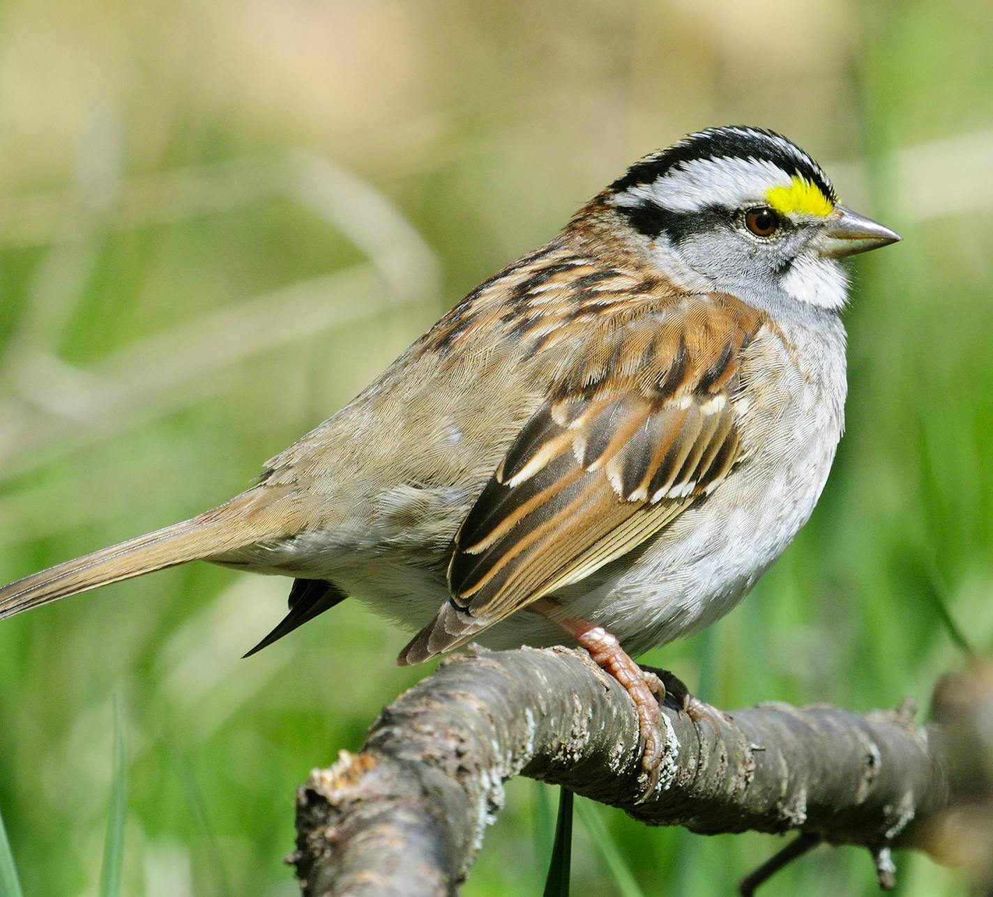 White-throated Sparrow is perched in heavy cover.