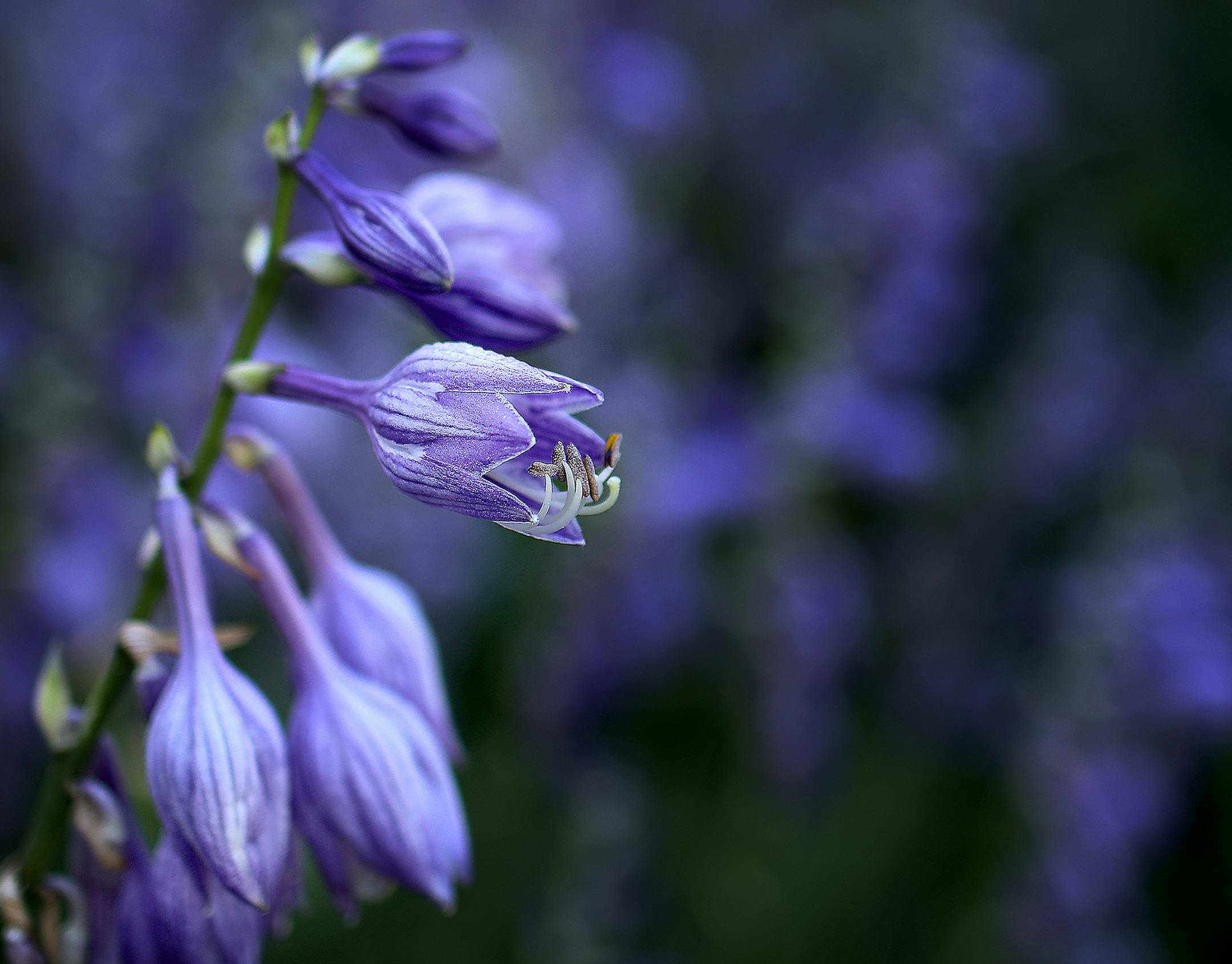 Purple hosta flowers.