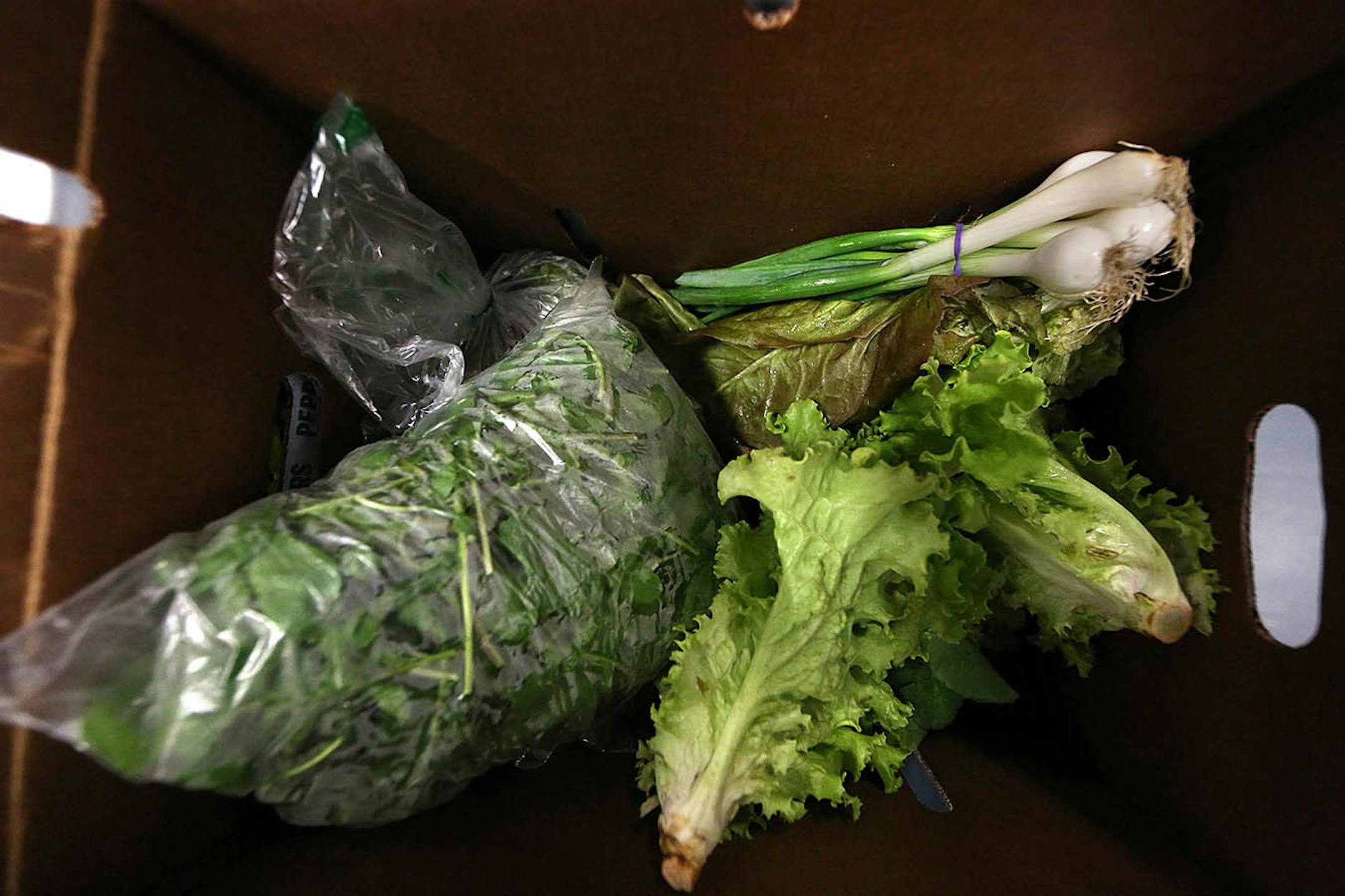 Large coolers keep produce fresh at The Good Acre in Falcon Heights. Some of the produce includes spring onions, green lettuce, spinach and Red Romaine.