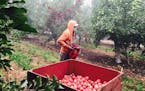 A farmworker picks apples at Gebbers Farms west of Okanogan, Wash., in 2015. Amid this yearâ€™s cherry harvest, some migrant farmworkers left cit