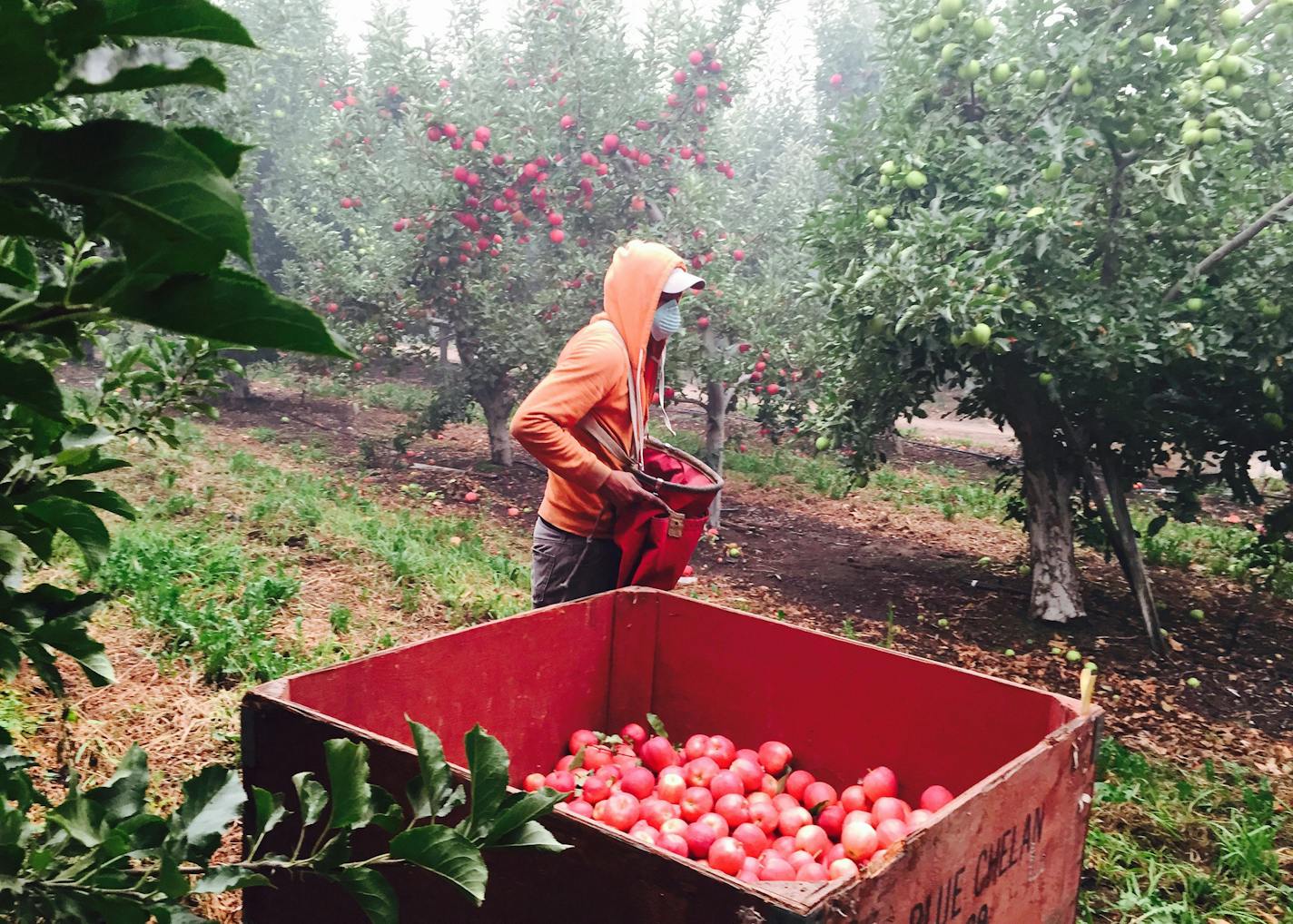 A farmworker picks apples at Gebbers Farms west of Okanogan, Wash., in 2015. Amid this yearâ€™s cherry harvest, some migrant farmworkers left citing the dangers of COVID-19. (Hal Bernton/Seattle Times/TNS)