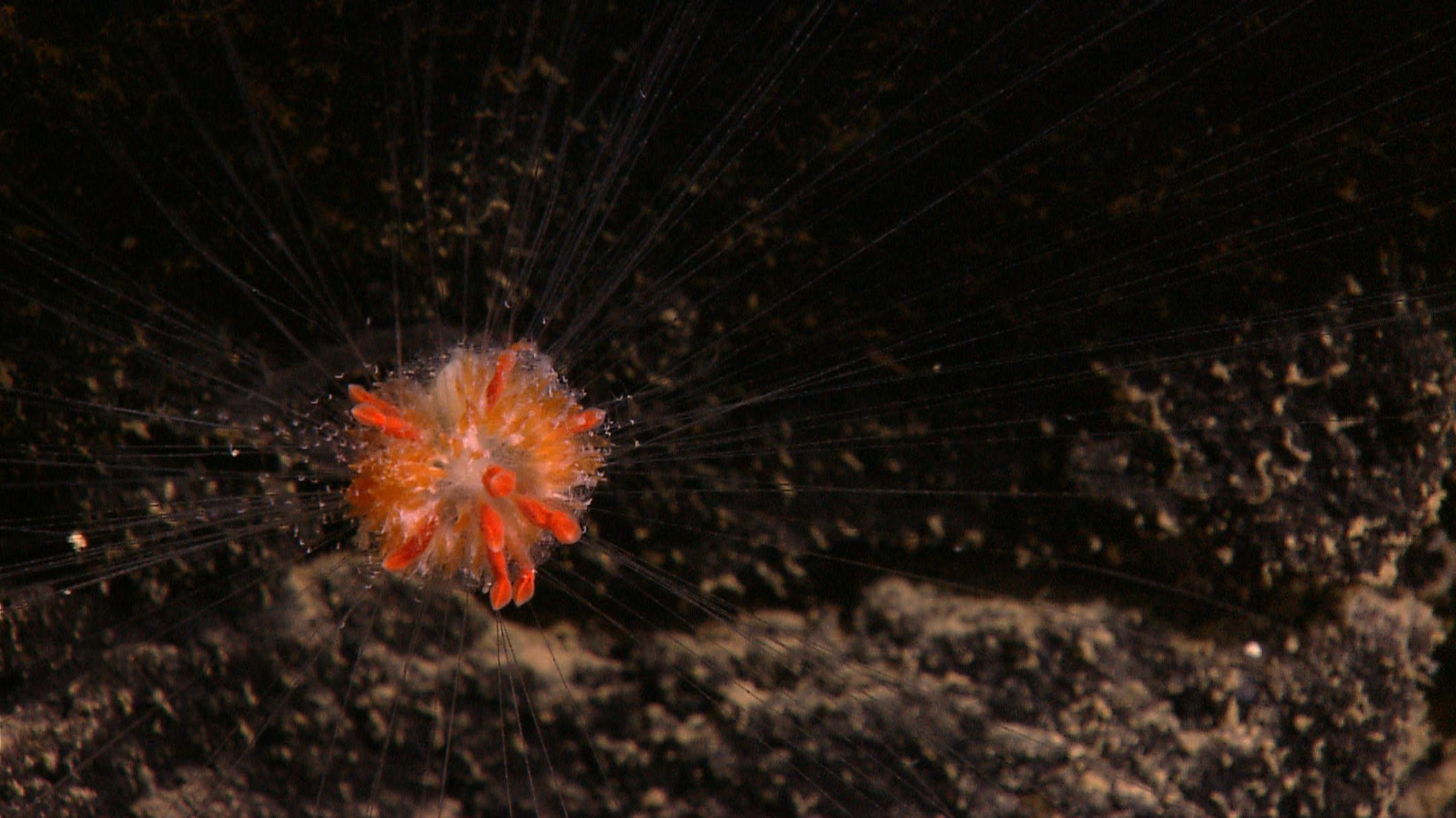 The ocean dandelion challenges a simple assumption about what it means to be an animal. Each ocean dandelion is a collection of individual animals, all working together for the colony.