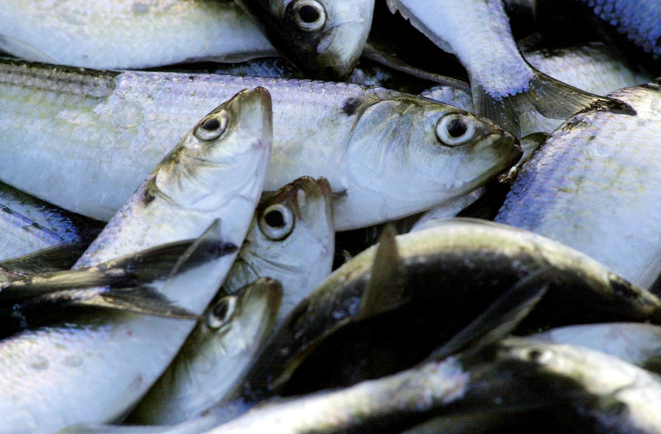 Herring caught on the Chowan River.