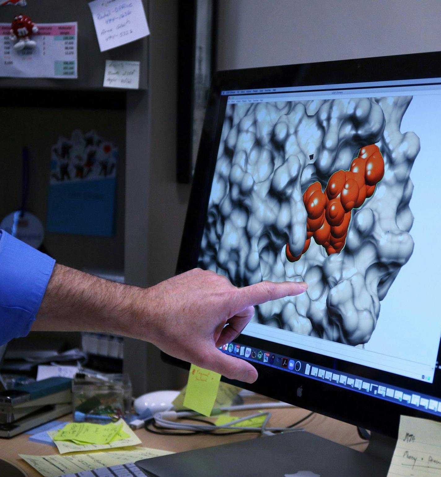 At Purdue University in West Lafayette, Ind., Andy Mesecar, one of the leading scientists identifying protein targets for potential COVID-19 drug therapies, points to an image of an atomic model of the coronavirus main protease bound to an FDA-approved drug. (Terrence Antonio James/Chicago Tribune/TNS)