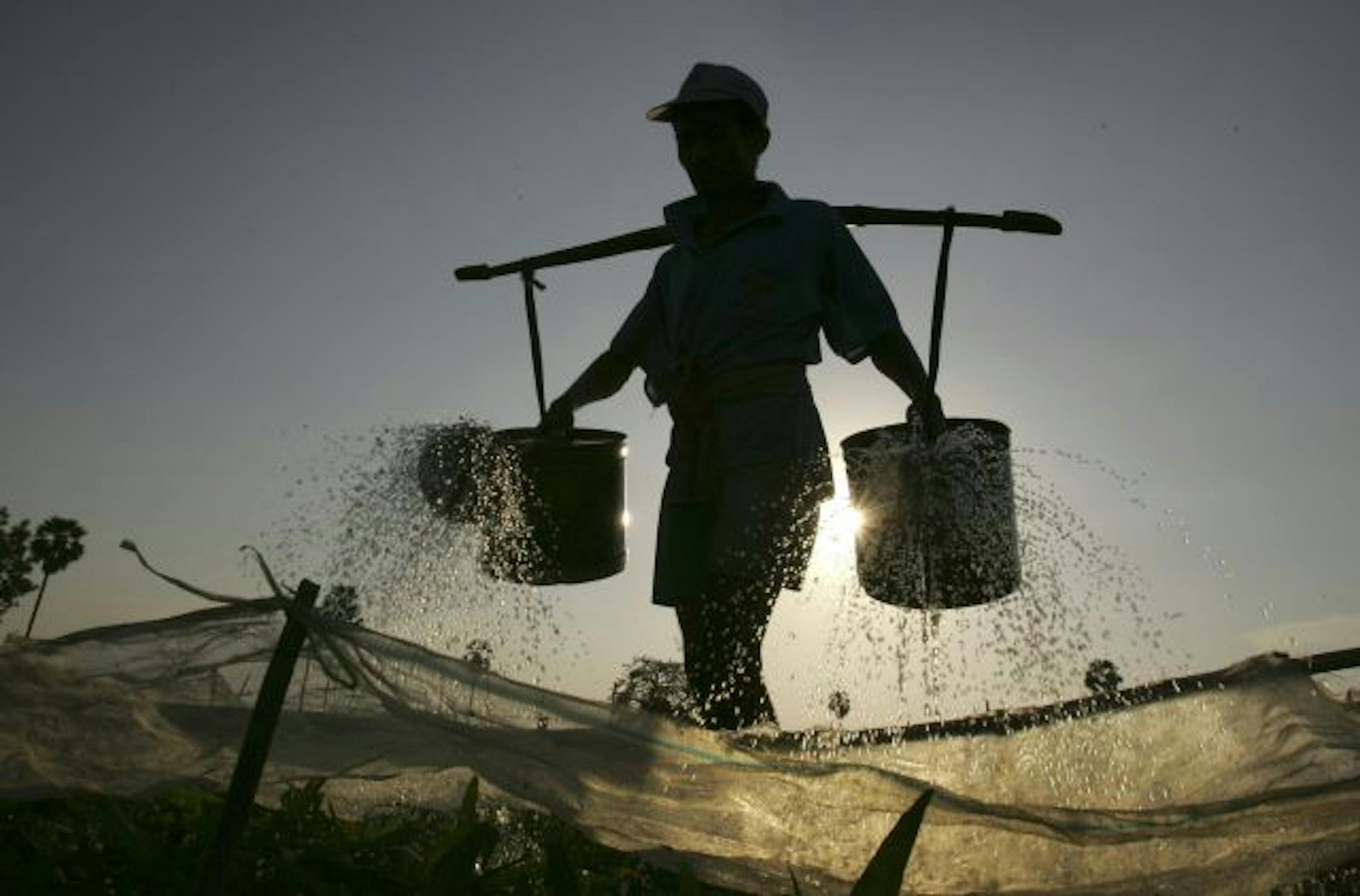 A Cambodian farmer waters his vegetables.