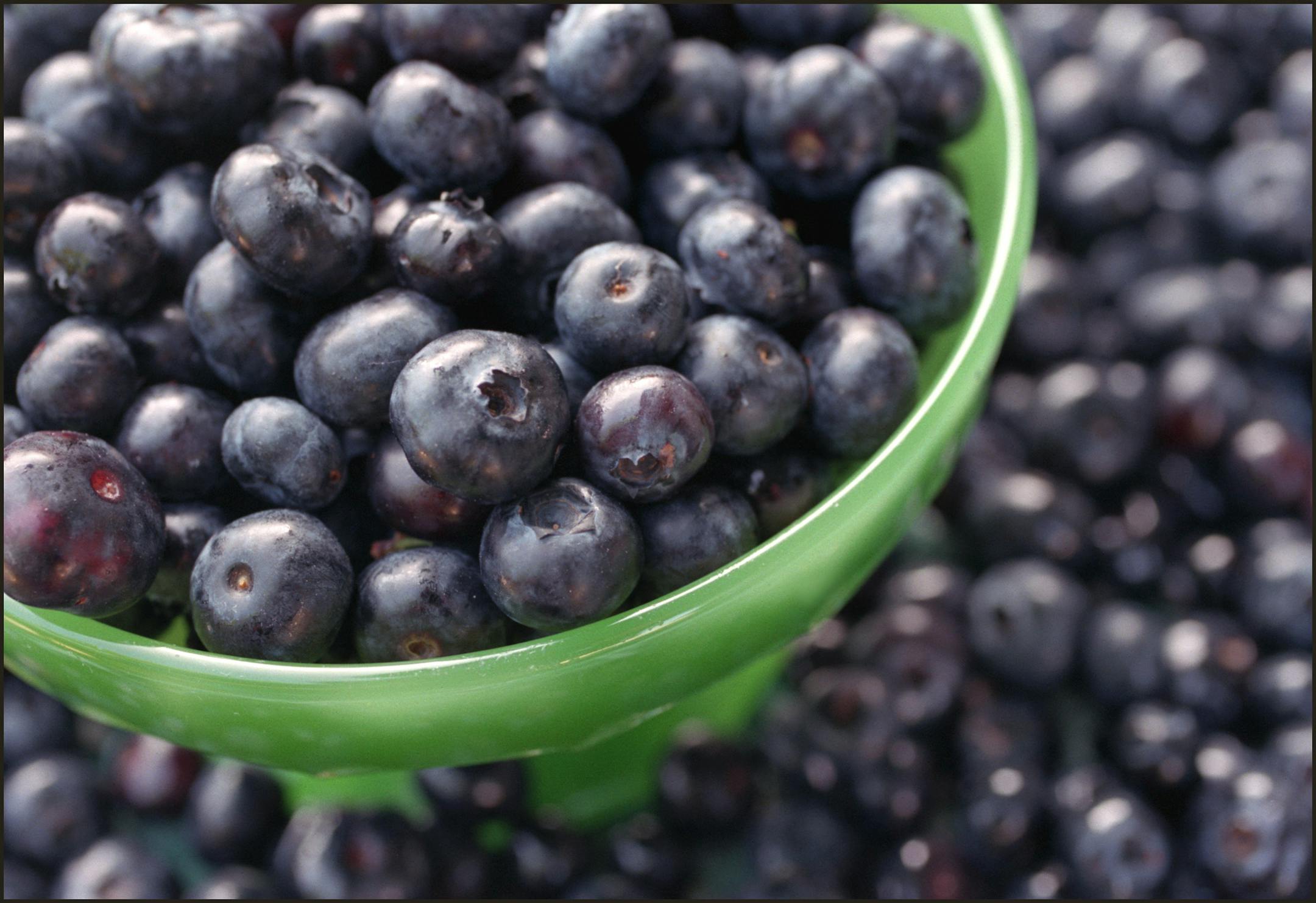 Blueberries picked from, The Berry Brook Farm, Brooklyn Center, MN. Barbara and Emilio Munoz are the proprietors.