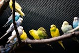 The parakeet area at SeaQuest Roseville. ] LEILA NAVIDI • leila.navidi@startribune.com