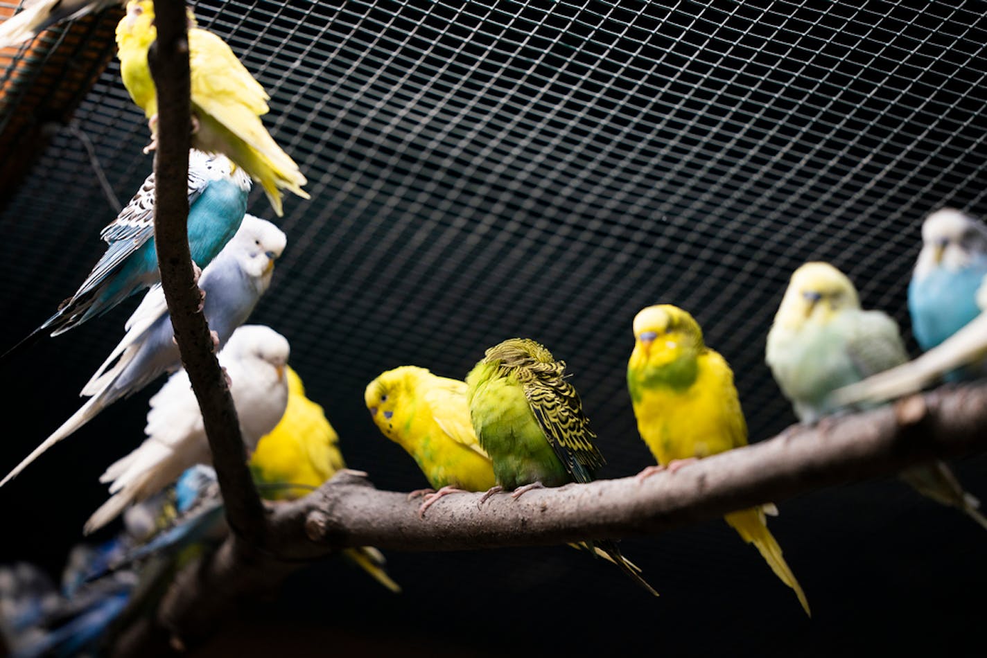 The parakeet area at SeaQuest Roseville. ] LEILA NAVIDI • leila.navidi@startribune.com