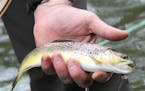 Wild brown trout were rising to dry flies on a recent trip to Minnesota's Driftless region, where 83-year-old Bob "Sandy" Sanderson took a trip down m