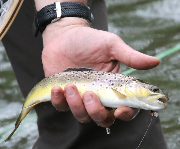 Wild brown trout were rising to dry flies on a recent trip to Minnesota's Driftless region, where 83-year-old Bob "Sandy" Sanderson took a trip down m
