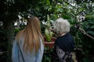 The corpse flower named ‘Horace’ begins to emit a smell like rotting flesh and garbage as it starts the process of blooming at the Como Park Zoo a