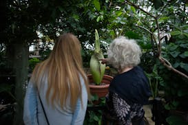 The corpse flower named ‘Horace’ begins to emit a smell like rotting flesh and garbage as it starts the process of blooming at the Como Park Zoo a